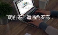 “明前茶”遭遇倒春寒，浙南受灾最严重