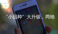 “小品种”大升级，两地联手给澳门“菜篮子”增鲜