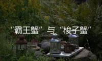 “霸王蟹”与“梭子蟹”，握“钳”言和！