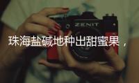 快排公司十年历程，霸屏兔 seo 的崛起与坚守