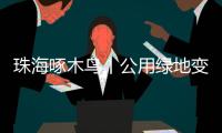 珠海啄木鸟丨公用绿地变私家菜园？	！究竟该由谁来管？