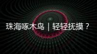珠海啄木鸟｜轻轻抚摸？肢体接触？零容忍！勇敢向职场性骚扰说“不”
	！