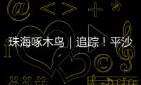 珠海啄木鸟｜追踪！平沙新城公交车站候车亭开工啦