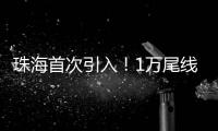 珠海首次引入！1万尾线纹海马成功“落户”