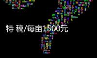 特 稿/每亩1500元收购：谁在高价割青麦转饲料？