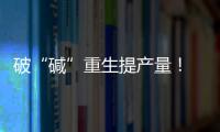 破“碱”重生提产量�！ 珠海盐碱地变“丰产田”