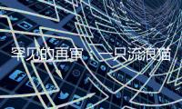 罕见的再审：一只流浪猫与24万元赔偿