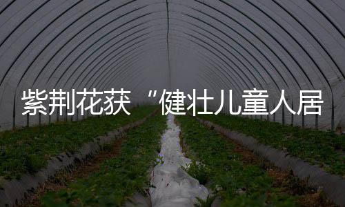 紫荆以远超行业标准要求自己