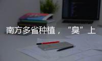 南方多省种植
，“臭”上热搜的石楠花怎么成为了城市绿化的“性价比之王”？丨硬核唠科