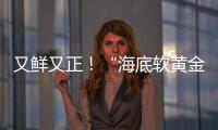 又鲜又正�！“海底软黄金” 珠海外伶仃海胆新鲜上岸
！