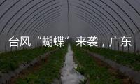 台风“蝴蝶”来袭，广东如何应对