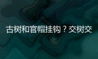 古树和官帽挂钩？交树交印	，明代就有了