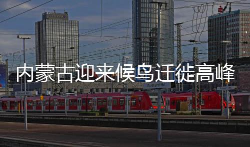 成为东亚�
、内蒙遗鸥2种
