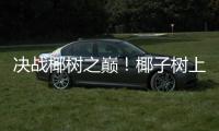 决战椰树之巅！椰子树上的“速度与激情”太精彩！