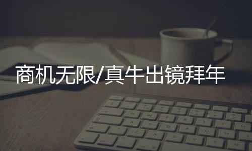 图	：小黄鸭放置在牛背上