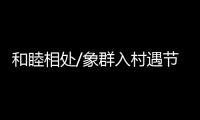 和睦相处/象群入村遇节庆 民众：欢迎来做客