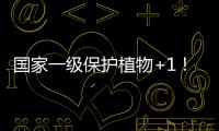 国家一级保护植物+1
！珠海新发现紫纹兜兰野生群落