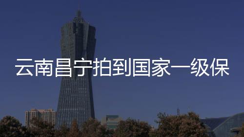 昌宁据戴晓明介绍