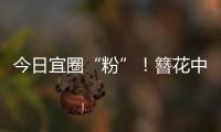 今日宜圈“粉”！簪花中华白海豚亮相