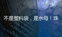 不是塑料袋，是水母！珠海海滩有水母出没 提醒
：有毒！别碰！