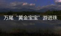 万尾“黄金宝宝”游进珠海！明年或将实现本土繁育