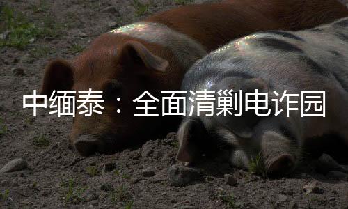泰全全量抓捕涉诈人员