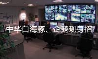 中华白海豚、企鹅现身招聘会 珠海“招才吉祥物”好吸睛 吸引求职者争相合影