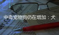 中毒宠物狗仍在增加：犬主标注防毒地图，警方介入调查