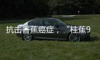 抗击香蕉癌症�，“桂蕉9号”出手