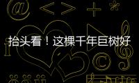 抬头看！这棵千年巨树好高