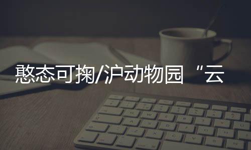 出生一周的可掬小非洲狮