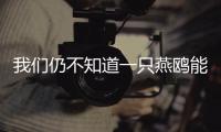 我们仍不知道一只燕鸥能活多少岁