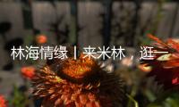 林海情缘丨来米林，逛一逛“春风桃夭宴” ！