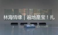 林海情缘｜遍地是宝�
！扎贡沟
：脚下每一步 都踩在“药材地图”上