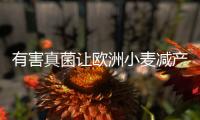 有害真菌让欧洲小麦减产一半