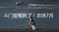 斗门葡萄熟了！农场7月底开放采摘，大量黑夏、阳光玫瑰摘到8月
！