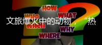 文旅爆火中的动物，“热爱不代表零距离接触”