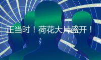正当时！荷花大片盛开！就在珠海这里→