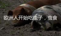 欧洲人开始吃虫子�，虫食能否颠覆传统饮食格局�	？