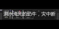 洪水淹死的奶牛，灾中断裂的生计