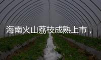 海南火山荔枝成熟上市
，“甜蜜季”开启