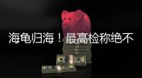 海龟归海！最高检称绝不放纵破坏资源环境非法行为
