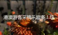 港澳游客采摘乐趣多！珠海盐碱地里水果喜迎丰收