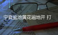 宁夏盐池黄花遍地开 打造黄花菜产业链条、拓展农户增收渠道