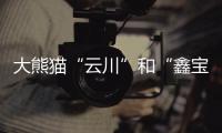 大熊猫“云川”和“鑫宝”将赴美	，期限10年