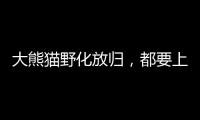 大熊猫野化放归，都要上啥“培训课”	？
