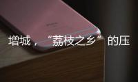 增城�，“荔枝之乡”的压力与未来