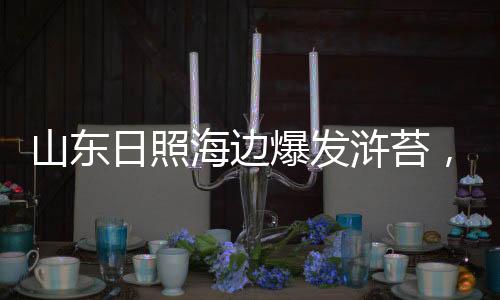 日照造成浒苔大量爆发
