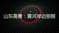山东高青：黄河岸边猕猴桃 喜获丰收果农乐