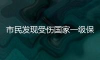 市民发现受伤国家一级保护动物绿海龟，珠海多部门联动接力救助→